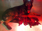 Pups: image 1 0f 5 thumb